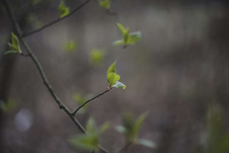 Leaves blossom on branches in spring. Nature background. Spring wallpaper, close-up, selective focus