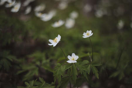 Beautiful spring background with white anemones flowers in spring woods. Springtimeの写真素材