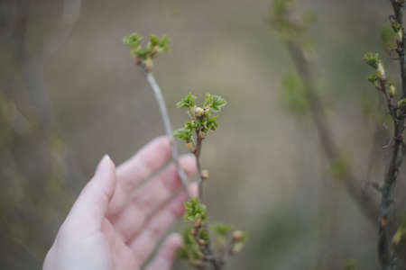 Leaves blossom on branches in spring. Nature background. Spring wallpaper, close-up, selective focus