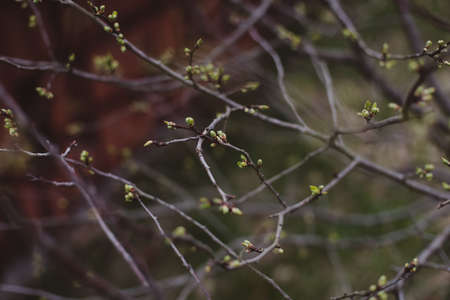 Spring background catkins on tree branches. Selective focus.