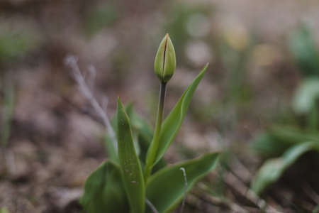 Spring blossoming tulip in garden, springtime, floral card, selective focus