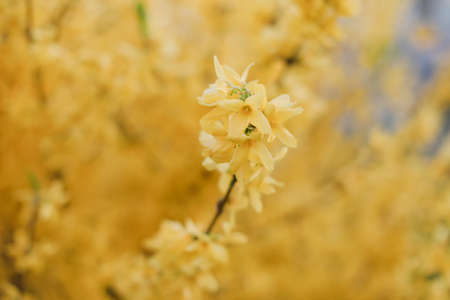blossoming yellow flowers of forsythia in the garden in the spring.