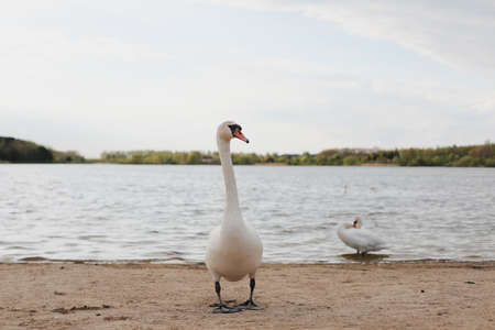 Graceful white swans on the lake. Mute swans, wildlife sceneの写真素材