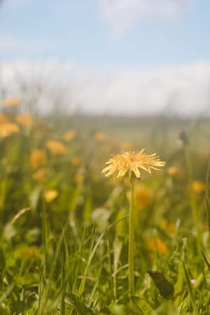 Yellow bright flowers dandelions on background of green meadows. Spring and summer background
