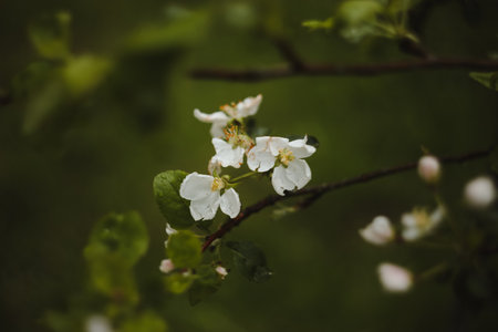 spring background with white flowers and apple leaves. Blur spring blossom background.の写真素材
