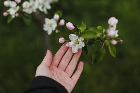 spring background with white flowers and apple leaves. Blur spring blossom background.の写真素材