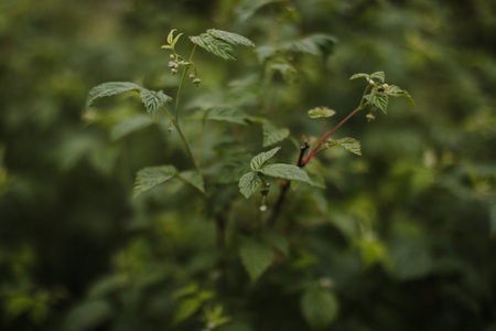 Natural green leaves as summer background cover page environment ecology or greenery wallpaperの写真素材
