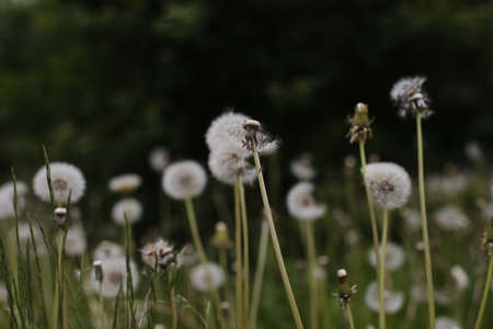 Ripe dandelions in summer in the field. Dandelion flowers blossom. Summer natural background.の写真素材