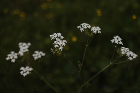 Close-up of wild carrot white flower with selective focus on foreground. White tiny flowers in the meadowの写真素材