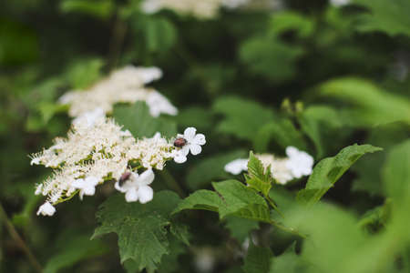 Flowering blossoming viburnum. Decorative shrub. Nature background.