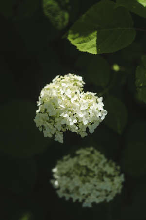 Selective focus on beautiful bush of blooming white Hydrangea or Hortensia flowers in summer. Natural background.の写真素材