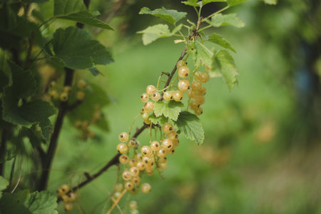 Ripe currants close-up as background. Macro shot of ripening currant berries.の写真素材