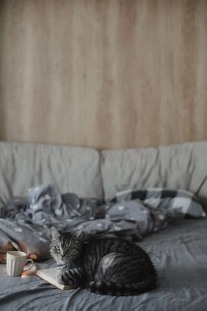 funny scottish straight cat lying in a bed with a book, cozy home atmosphere.の写真素材