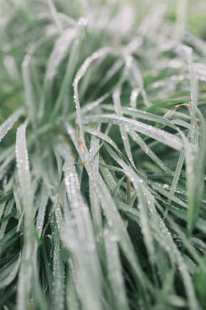 Rain drops on green grass, natural texture for backgroundの写真素材