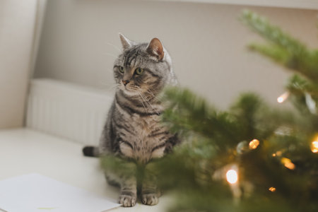 Funny tabby cat and the decorated Christmas tree. Merry Christmas and New Yearの写真素材