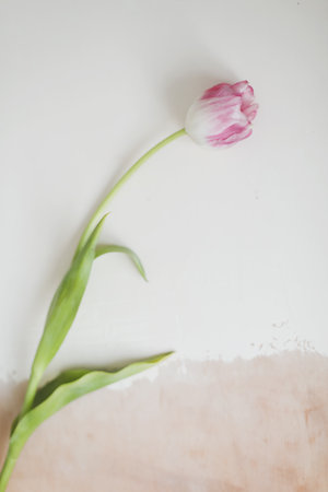 single fresh pink tulip isolated on a white background. banner, top view, spring concept. March 8th, Easter or Valentines day greeting cardの写真素材
