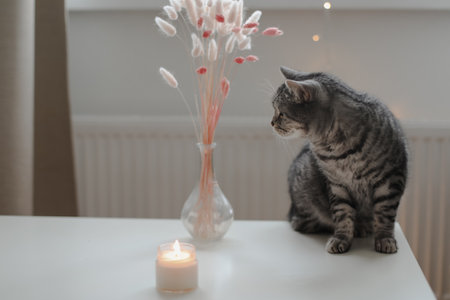 Cute cat Scottish straight with home decor. Still life details in home. Cozy homeの写真素材