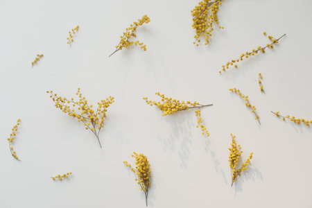 Flowers composition. Yellow mimosa flowers on white background. floral pattern of mimosa flowers on white backdrop. Copy space. Floral frame.の写真素材