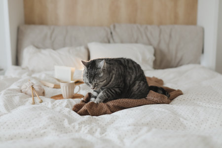 Cute tabby cat in bed on warm blanket. Hygge concept. Lazy weekend. Cozy home atmosphereの写真素材