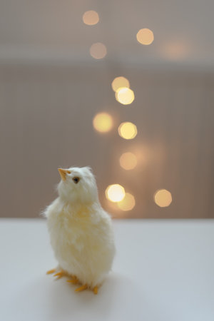 cute decorative Easter chicken on abstract blurred white background. festive composition for Easter holiday, spring season. template for design. copy space.の写真素材