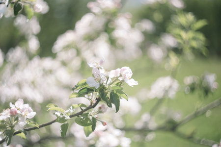 spring background with white flowers and apple leaves. Blur spring blossom background.の写真素材
