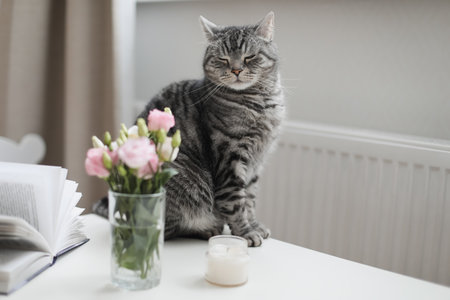 Gray cat looking at roses in glass vase at home. Tabby Cat Portrait. Home pet cute kitten cat and flowers at home. Cute Scottish straight cat indoorsの写真素材