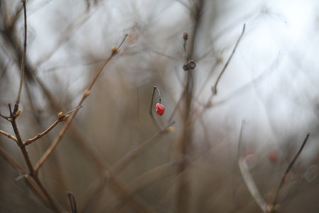 Coral viburnum branches without leaves, red fruit. Red berries of viburnum after winter on a blurred background. Spring season nature backgroundの写真素材