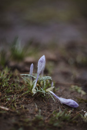 Wild purple crocuses blooming in their natural environment in the forest. Spring backgroundの写真素材