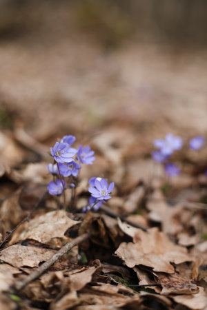 close up of early spring flower crocus and snowdrops in natural environment, flower macro portraitの写真素材