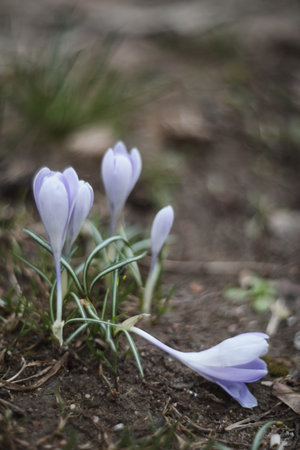 Wild purple crocuses blooming in their natural environment in the forest. Spring backgroundの写真素材