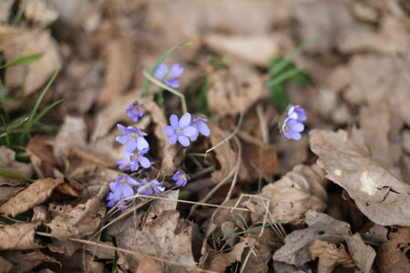 close up of early spring flower crocus and snowdrops in natural environment, flower macro portraitの写真素材