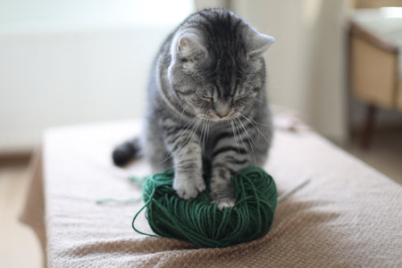 a cute funny tabby cat playing with woolen yarn indoors in cozy room at homeの写真素材