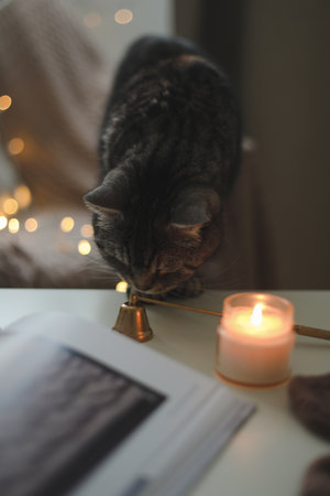 cozy home atmosphere and still life with a cat, candle, book. Cute tabby cat portrait at candle light on background. Cozy home. Atmospheric moment.の写真素材