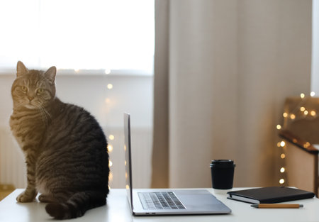 scottish straight gray cat working at the computer. blank screen on a table by blurry bokeh lights background in the house or office modern, sunlight in morningの写真素材