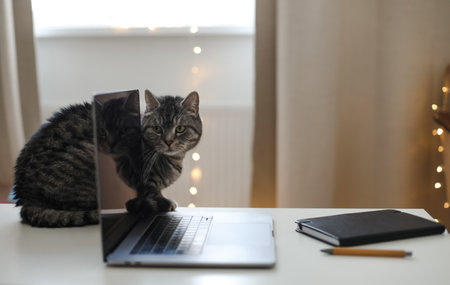 cat working at the computer. blank screen on a table by blurry bokeh lights background a cozy room. funny cat with laptop on the table. Home office. Inspiration moment, workspace in the morningの写真素材
