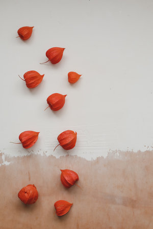 Autumn composition.Chinese lantern. Branch of physalis isolated on white background. Autumn, fall, thanksgiving day concept. Flat lay, top view, copy space.の写真素材