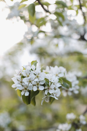 Branches of blossoming cherry macro with soft focus on gentle light nature background in sunlight with copy space. Beautiful floral image of spring nature panoramic viewの写真素材