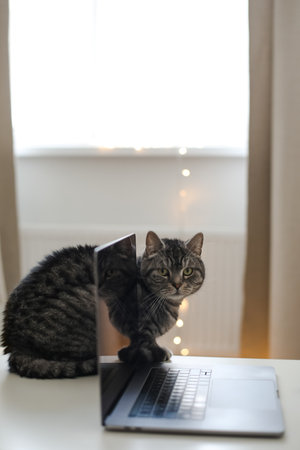 cat working at the computer. blank screen on a table by blurry bokeh lights background a cozy room. funny cat with laptop on the table. Home office. Inspiration moment, workspace in the morningの写真素材