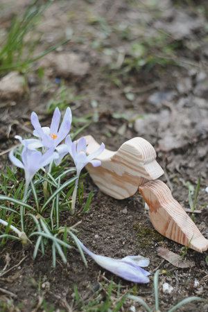 Wooden toy birds and purple crocuses blooming in their natural environment in the forest. Spring backgroundの写真素材