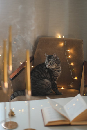 cozy home atmosphere and still life with a cat, candle, book. Cute tabby cat portrait at candle light on background. Cozy home. Atmospheric moment.の写真素材