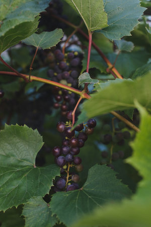 Vineyards at sunset in autumn harvest. Ripe grapes in fall.の写真素材