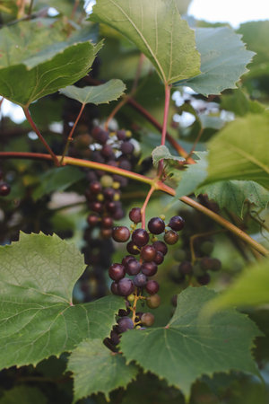 Vineyards at sunset in autumn harvest. Ripe grapes in fall.の写真素材
