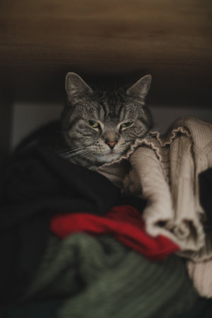 Scottish Straight cat is hiding in a wardrobe. Cute cat sleeps on pile of clothes. Fluffy pet has a nap in wardrobeの写真素材