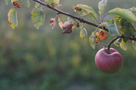 Apple hanging on the branch in the apple orchad during autum. Big red delicious apple on a tree branch in the fruit garden at Fall Harvest. Autumn cloudy day, soft shadow.の写真素材