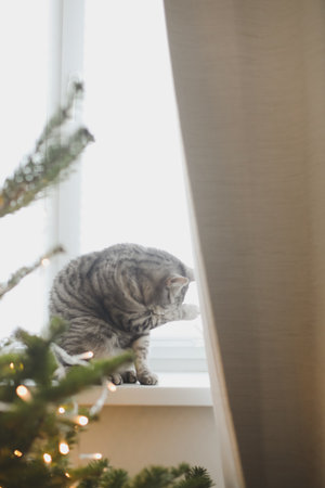 Cute funny cat on background of stylish decorated christmas tree. Pet and winter holidays. Atmospheric cozy christmas eveの写真素材