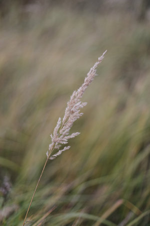 grass field on blurred bokeh background close up, ears on meadow soft focus macro, beautiful sunlight autumn lawn, fall season nature landscape, natural green grass texture, copy space.の写真素材