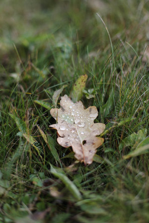 Dew drops on a fallen leaf. Concept of arrival of autumn, seasonal change of weather conditions. Autumn leave on green grass in park. Colorful autumn. Banner. macro closeup.の写真素材