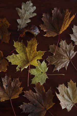 Maple leaves. Collection of multicolored fallen autumn leaves isolated on dark background.の写真素材