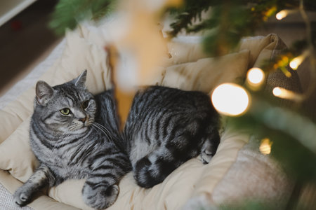 Funny tabby cat and the decorated Christmas tree. Merry Christmas and New Yearの写真素材