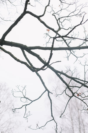 Tree crown without leaves, bare branches, winter. High quality photo. Branch of autumn tree against the sky. Beautiful autumn frameの写真素材